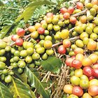 Изследователи проучват възможността за отглеждане на културата в оранжерии, за да видят дали вкусът и съставките на кафеените зърна могат да бъдат контролирани чрез условията