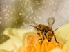Русенски ученици създадоха биопестицид, който е безвреден за пчелите