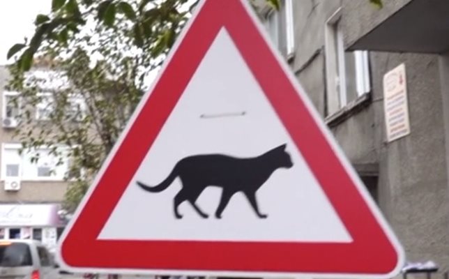 Пътен знак предупреждава за котки