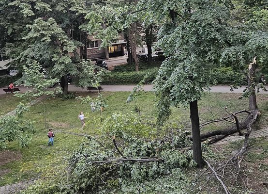Дърво рухна в пловдивския парк "Сърнена гора" на метри от деца.