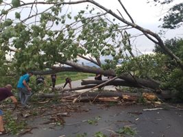 Паднало дърво на пътя Казанлък - Павел баня след бурята СНИМКА: Фейсбук/Деляна Бобева