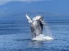 Забелязаха два кита до хърватски остров в Адриатическо море