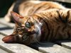 Ветеринарна клиника търси професионален 
гушкач на котки 
