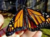 Как жена спаси пеперуда с клечки за зъби и лепило