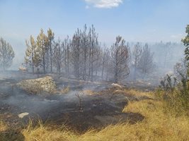 Пожар ограничи движението край с.Мирково по пътя София- Карлово