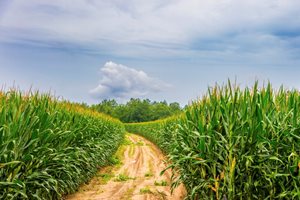 Кои въглеродни кредити са „висококачествени“ и как фермерът да ги спечели?