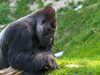 Мълния уби застрашен вид горили в Уганда