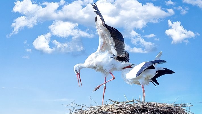 Бум на щъркели в Русенско