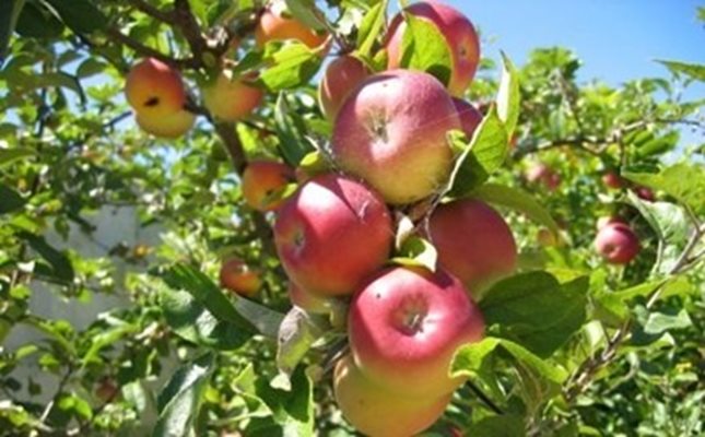 Земеделци: Вносът на ябълки убива родното производство