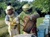 Пчелите загиват заради дерматита по говедата