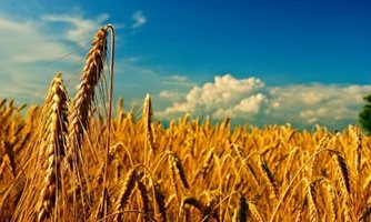 Колебливо движение на цените на различните зърнени култури по световните борси се наблюдава през седмицата