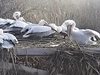 Първите пеликани вече са в резервата "Сребърна"
