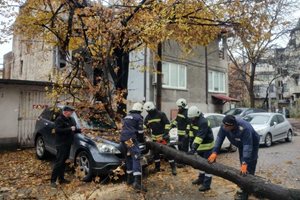 Дърво рухна от корен в центъра на Пловдив, смачка кола (Снимки)