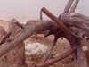Питонът беглец от Минерални бани снесе над 30 яйца