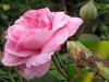 Градина: Йод и мляко гонят въшките от розите
