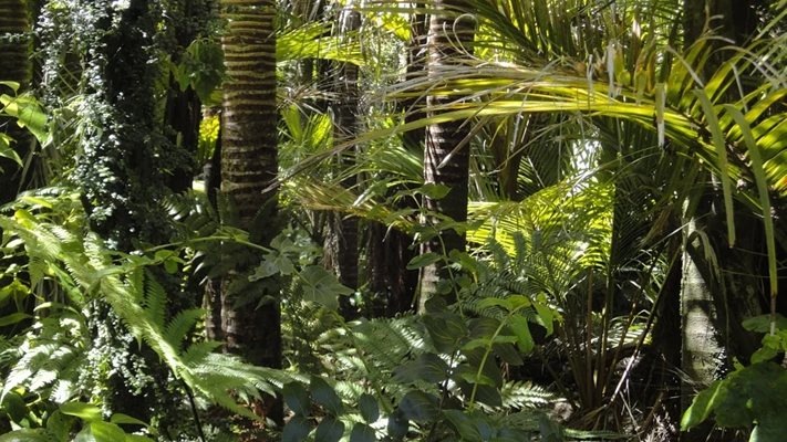 Тропическите гори могат да загубят функцията си на гигантски склад за въглероден двуокис СНИМКА: Pixabay