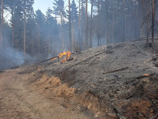 Горски служители, пожарникари и доброволци гасят пожара в Рила. СНИМКИ: ЮЗДП