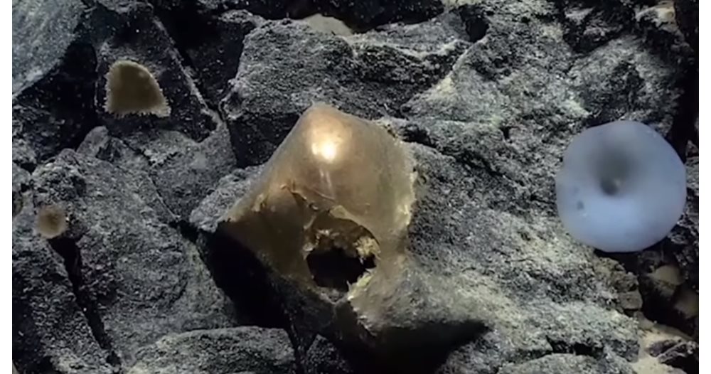 Scientists Discover Mysterious Golden Object at Bottom of Pacific Ocean: Could it Be an Eggshell or Something Else?