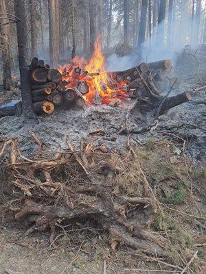 Горски служители, пожарникари и доброволци гасят пожара в Рила. СНИМКИ: ЮЗДП