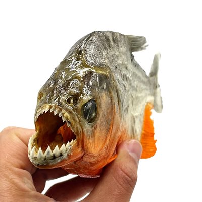 Рибата има остри зъби