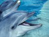 Военни взривове убили делфините?