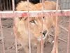 Прокуратурата в Кюстендил проверява състоянието на зоопарка в града