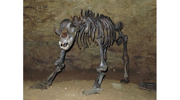 Пещерната мечка нямала нищо общо със сегашната, твърдят учените, след като анализираха костите й, открити у нас. СНИМКИ: ВАСИЛ ПЕТКОВ