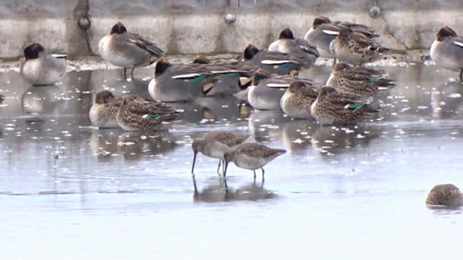 A new species of bird was discovered near Burgas