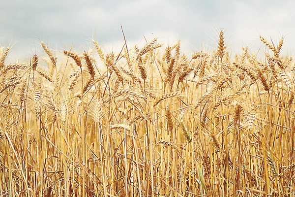 Средната стойност на зърното от България за 2021 г. е 267 долара за тон.