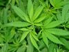 Откриха 21 буркана с марихуана, заровени в градина в Дебелец