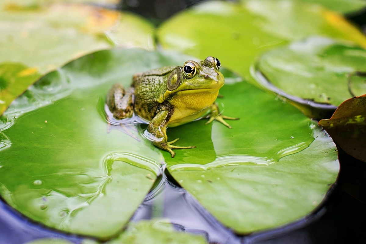 Екоактивисти ядосани на французите, алармират, че жабите могат да изчезнат