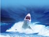 Учени предупредиха, че избиването на акули може да навреди на морските екосистеми