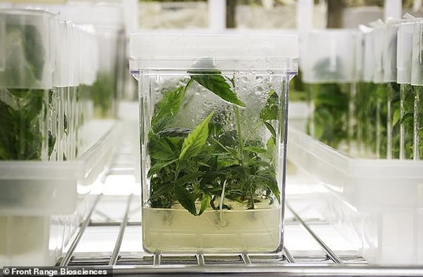 Експериментът е да се провери дали растенията ще мутират в среда с нулева гравитация.
