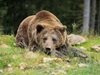 В Румъния се пазят от 8000 мечки с капани и отрови