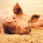 При опаразитените свине-майки намалява отделянето на мляко, растат загубите на прасета бозайничета, защото много от малките не наддават достатъчно на тегло и изостават в растежа си.