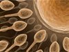 Отгледани в лаборатория сперматозоиди оплодиха яйцеклетка