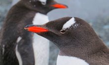 На Антарктика екстремните ситуации сплотяват животните. Всички са моногамни