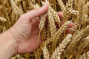Зърнопроизводители: Пшеницата се съвзе след дъждовете, но е нужна още влага