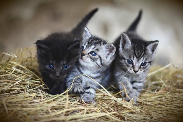 Котенцета са много хитри и винаги получават какво искат