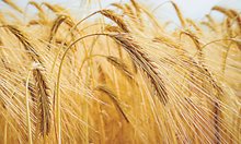 Египет разполага със запаси от пшеница за седем месеца