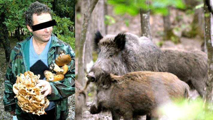 Глиган напада гъбар, хапе го за ръката, мъжът ръга дивата свиня с нож, битката трае 20 минути