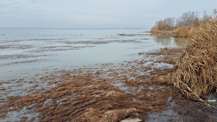 Водата в Черно море стана червено-кафява, вижте защо