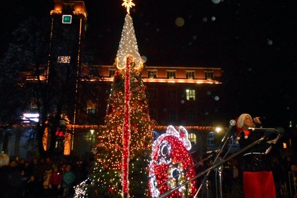 През деня зеленото коледно дръвче, което расте на градския площад в Плевен, събира деца и възрастни за атрактивни снимки. Привечер в клоните светват разноцветни лампички. Необичайната украса носи магията на Рождество.