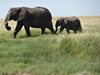 Учени установиха: Слонове са се кръстосвали с мамути в миналото