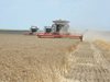 Крим с рекордна зърнена реколта