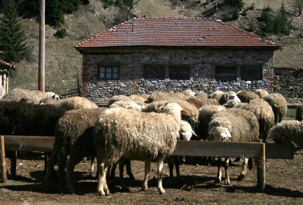 Над 53 млн. лева са утвърдени по преходните помощи за говеда, овце-майки и кози-майки