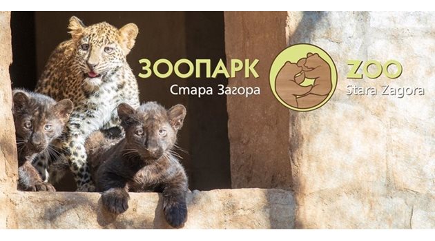 Преди време зоопаркът в Стара Загора разпространи снимка с трите големи котки от Словакия - беглецът Данте е черната пантера вдясно.
Снимка: Община Стара Загора