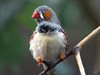 Учени откриха птици, които пеят на сън