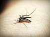 Домашни хитрини: Да се предпазим от комарите