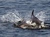 Разфасовани делфинчета открити между Ахелой и Поморие (снимка 18+)